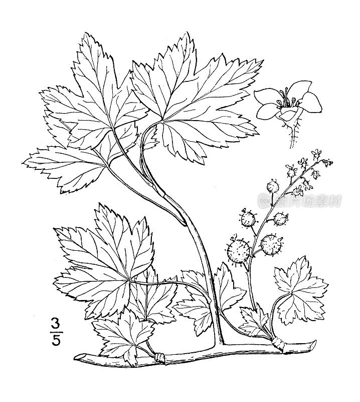 古董植物学植物插图:Ribes prostratum，恶臭的醋栗